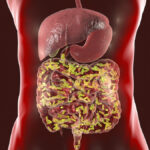 Gut Health: The Second Brain You Need to Understand