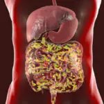 Gut Health: The Second Brain You Need to Understand