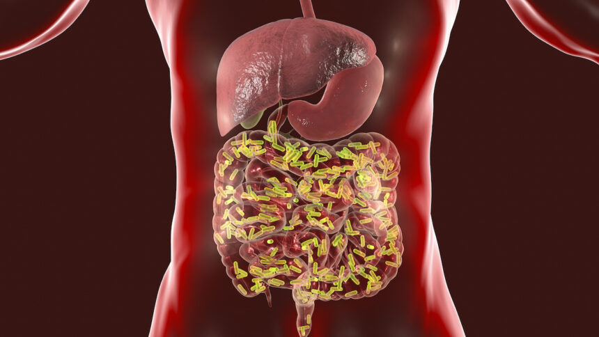 Gut Health: The Second Brain You Need to Understand